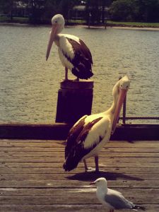 pelicans-laurieton